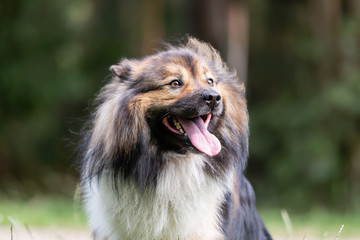head portrait of an elo dog