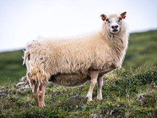 Fototapeta premium Icelandic sheep in Jokulsargljofur National Park in northern Iceland