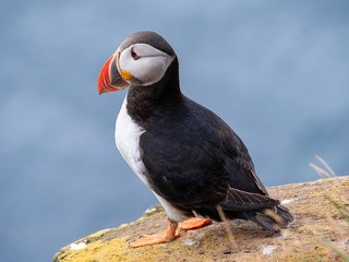 Puffin on the rocks at latrabjarg Iceland on a sunny day.