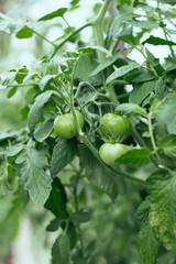 green tomatoes on a branch among the leaves, close-up