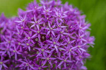 Purple Flower