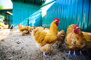chicken on a farm