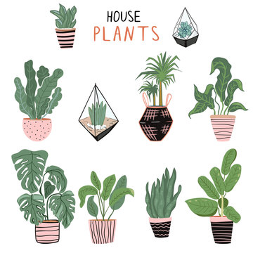 Set of different house plants