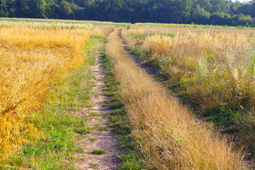 Fototapeta na wymiar Empty rural dirt road through wheat fields. Beautiful summer landscape. rural scenery with blue sky with sun. creative image.