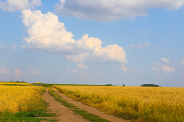 Empty rural dirt road through wheat fields. Beautiful summer landscape. rural scenery with blue sky...