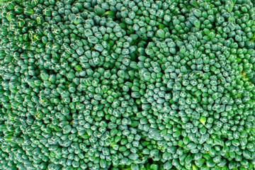 Healthy fresh food background. Macro texture of broccoli