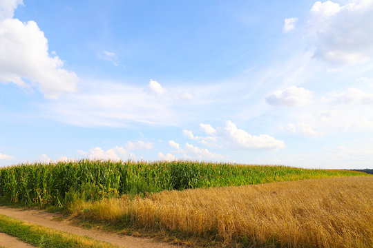 Empty rural dirt road through wheat fields. Beautiful summer landscape. rural scenery with blue sky with sun. creative image.