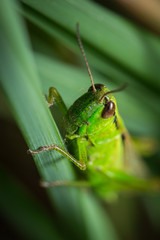 Criquet vert sur un brin d'herbe