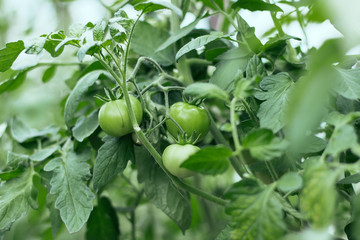 green tomatoes on a branch among the leaves