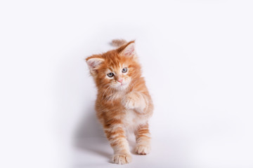 red Maine Coon kitten isolated on a white background. Kitten isolated on white