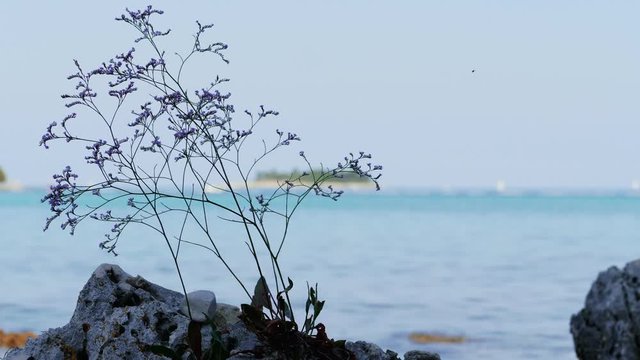 Blooming lilac limonium plant growing on stone against sea, island, blue sky, handheld shot. Sea-lavender purple flowers on rocky Adriatic beach. Closeup of flowering violet sea lavender on coast