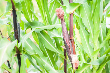 Corn pod grows on a stalk. Home production. environmentally friendly product with vitamins.