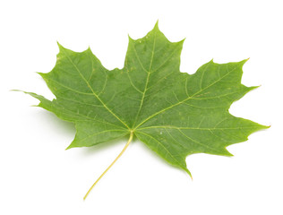 green maple leaf on a white background, isolate