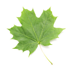 green maple leaf on a white background, isolate