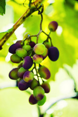 Vine and bunch of white grapes in garden