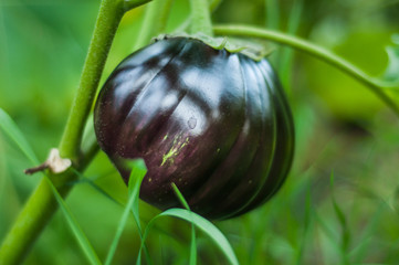 Little eggplant grows on a bush. Home garden with plants. environmentally friendly product with vitamins.
