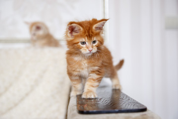 Plakat kitty is at home. Maine Coon kitten