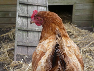 Red hen, Gallus gallus domesticus, seen from behind in her henhouse
