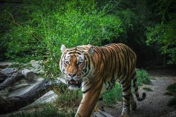 Fototapeta na wymiar Tiger in Jungle