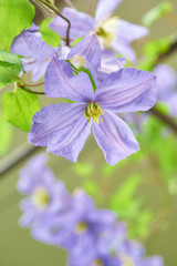 Obraz premium クレマチス プリンス・チャールズ