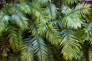 Fototapeta na wymiar wall of palm trees - summer background