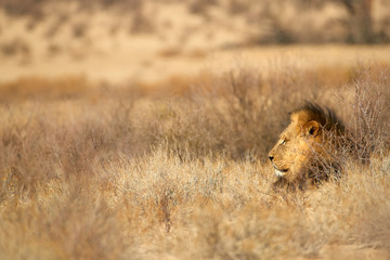 Kalahari lion, Panthera leo vernayi, walking in typical environment of Kalahari desert. Big lion male with black mane in sunny hot day. Direct view, low angle. Kgalagadi transfrontier park, Botswana