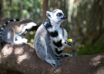 Lemur in Majorca of Spain