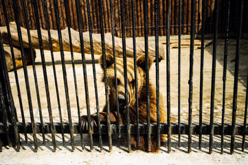 Sad brown bear in a zoo cage