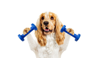 dog fitness training with dumbbells on a white background