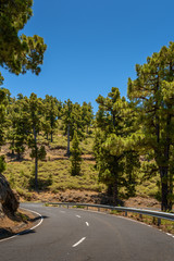 Winding Road with pine trees
