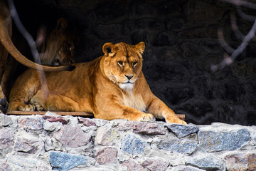Obraz na płótnie Canvas lioness