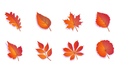 Autumn leaves set colorful. Isolated on white background. Simple cartoon flat leaves - oak, maple, grape, rowan, birch. Vector illustration.