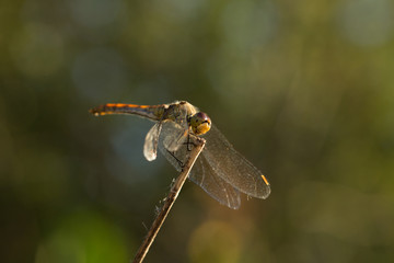 Libellule prenant le soleil au bout d'une branche 