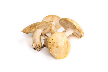 Champignons