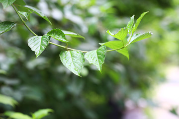 Green leaf with rain drops on it, Summer day