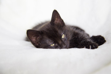 Chaton endormi