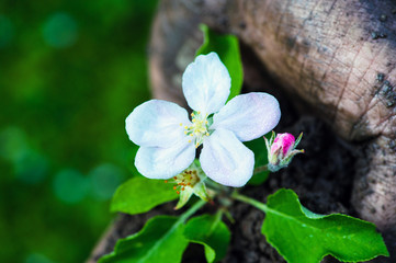 Farmer hand holding a fresh young plant with flower. Symbol of new life and environmental conservation