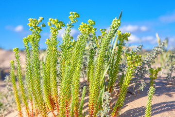 Fototapeta premium Green plants growing in the sand