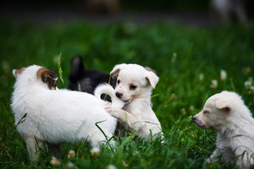 Cute puppy on green grass