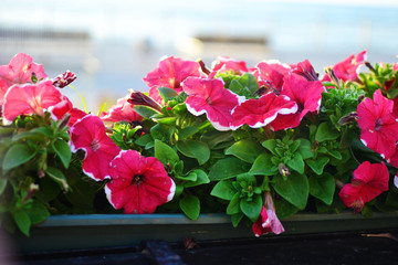 Fototapeta na wymiar Pink Petunia in a potted terrace