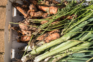 Delicious carrots and vegetarian leek onions from the garden.