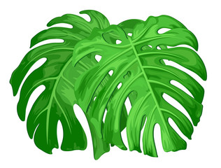 Large green leaves of tropical monstera plants isolated on white.