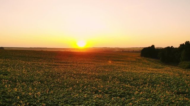 Field of sunflowers on foggy day. Blooming sunflowers meadow in haze. Summer landscape. Agriculture and farm background. Countryside concept