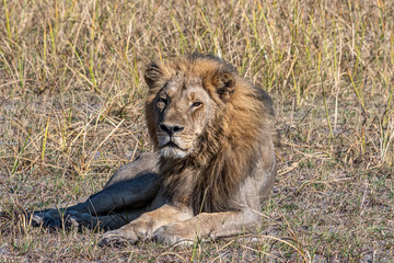 Lions resting in Okavango