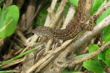 Brown Florida anole lizard
