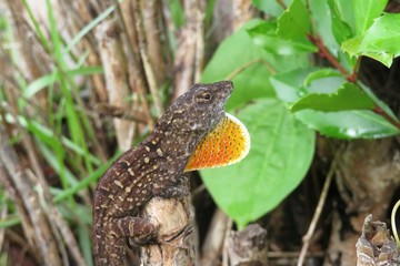 Brown Florida anole lizard
