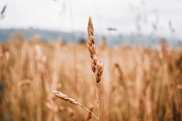 Fototapeta premium field of wheat