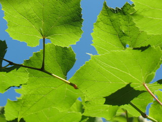 green grape leaves and blue sky