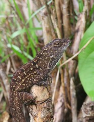 Brown tropical anole lizard on plant branch in Florida wild, closeup