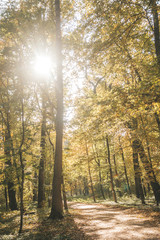 Beautiful landscape, park, autumn time, falling leaves and yellow color.